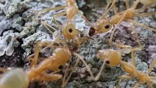 Weaver ants | The  Architects of The Canopy