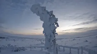 World's oldest spruce tree in Sweden