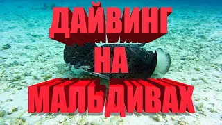 #дайвингнаМальдивах  #diving  Дайвинг на Мальдивах.