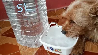 Bebedouro automático para pets! Fácil de fazer! Tutorial