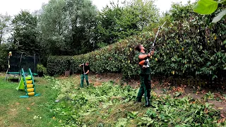 REDUCING the OVERGROWN laurel Hedge in the BACKYARD