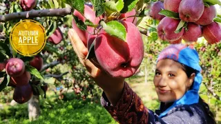 || Autumn Apple(Kande Apples) Picking In Kinnaur HP ||