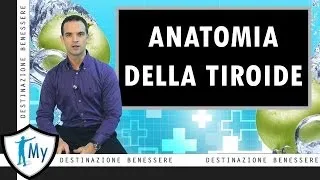 Anatomia della Tiroide