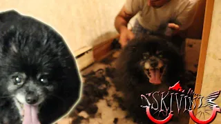 How NOT to Groom a Pomeranian