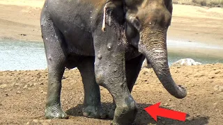 Limping elephant with stiffed leg treated by helpful wildlife rescue team -Part1