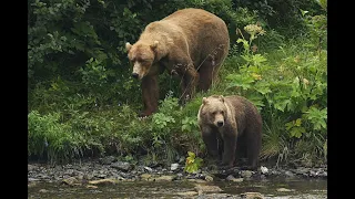 медведь Кадьяк