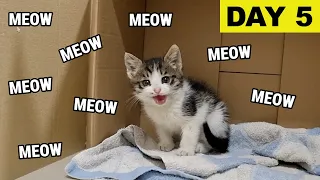 Does She Squeak Or Meow? 100 Cute Sounds From the Kitten Mila