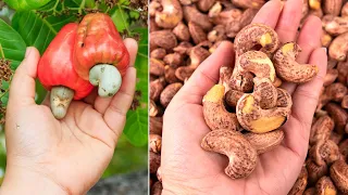 (Why Cashews Are Never Sold in Their Shells) The Crazy Secrets of the Cashew