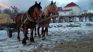 🥇ПЕРШИЙ УРОК 📝⛓️АДЕЛЬ📍ЗІРКА НАВЧАЄ 🎓👭КОНІ В РОБОТІ 🚜 КОНІ ВАГОВОЗИ КОНІ В УКРАЇНІ 🇺🇦🇺🇦🇺🇦