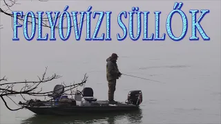 Folyóvízi süllők