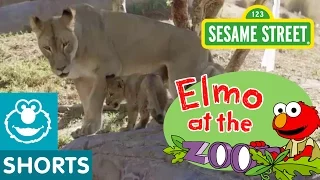 Elmo Meets Animal Families (Elmo at the Zoo #6)