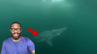 6 Shark Encounters That Will Haunt You REACTION!!!!