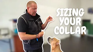 How to Size a Dominant Dog/Slip Collar