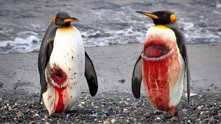 La CRUEL vida del PINGÜINO 😨 desde su Nacimiento! 🐧😢 | La DURA VIDA DEL PINGUINO