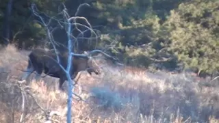 Moose on the lose. Moose in Island Park Idaho.