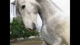 Andalusian stallion at liberty and under saddle