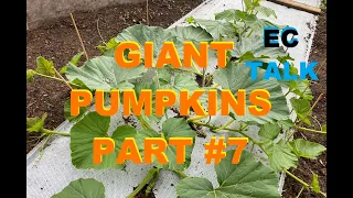 Doc's Giant Pumpkin Growing Part #7 - How to use EC