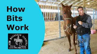 How horse bits work and how to select the right bit for your horse. Western bit basics.