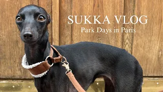 PARK DAYS - Sukka the Italian Greyhound