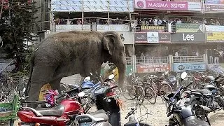 Elephant goes crazy in India