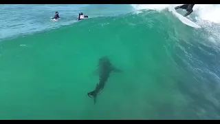 Great White Shark with Surfers at JBay 23