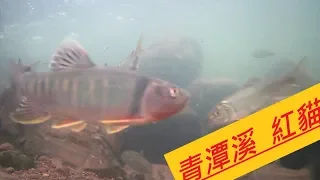 2019 3 17  水退後ㄉ青潭溪  超多魚  上集