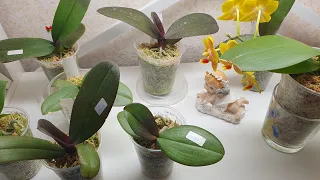 Орхідеї з Азії 1,7 та старші 🐣🐤🐥