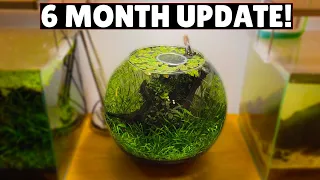 Jungle Style Planted Fish Bowl - 6 Month Update!