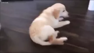 Dogs Falling Down Stairs Compilation