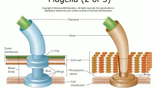 Microbiology Chapter 4 A Survey of Prokaryotic Cells & Microorganisms part 1 By Dr  Saudi