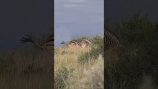 Not just another Zebra hunt.