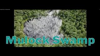 My Bigfoot Story Ep 13 - Droning Mulock Swamp