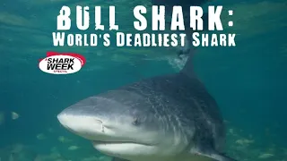 Bull Shark: World's Deadliest Shark