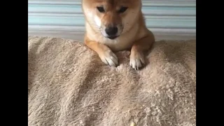 Учимся говорить Сиба ину Shiba inu