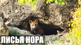 Лисья нора.