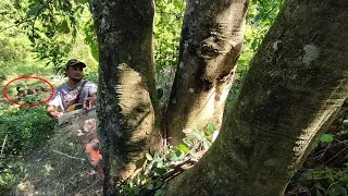 Daily work at daily risk falling gemilina tree Stihl 070||Totordz Tv