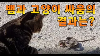 뱀과 고양이 혈전 결과는? What is the result of a snake and cat blood clot?