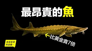 鱘魚：從2億年不進化的王者，到被人類圈養的食物，曾經不過是俄國人的黑暗料理，到現在卻是比黃金還貴的奢侈食物，這背後原來隱藏著一個讓人心酸的商業秘……|自說自話的總裁