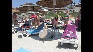 A very important pelican on the beach of Ayia Napa. Cyprus