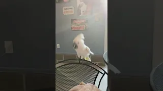 Dancing Umbrella Cockatoo