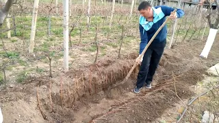 Grow Grape Vines from Cuttings: Hardwood Propagation.