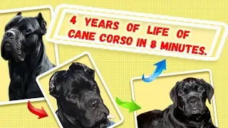 Four years of my dog Cane Corso's life in 8 minutes. # Canecorso