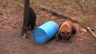 Why Do You Pass On A Huge Saskatchewan Black Bear? To Shoot A Huge Cinnamon Bear Of Course.