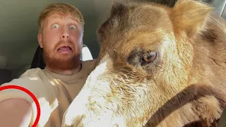 MAN ĮKANDO KUPRANUGARIS !!!🐪🐪🐪 | STIMOMEDIA | Pildyk