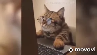 Я РЖАЛА ПОЛ ЧАСА,СМЕШНЫЕ КОТИКИ, 2020 Funny Cats