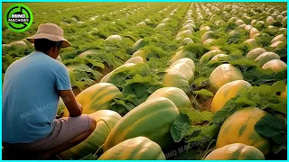 The Most Modern Agriculture Machines That Are At Another Level,How To Harvest Watermelon In Farm ▶11