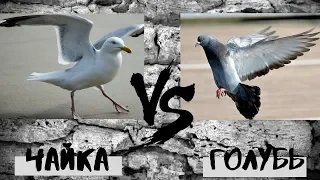 Чайка vs Голубь