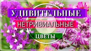 8 УДИВИТЕЛЬНЫХ ЦВЕТОВ С  НЕОБЫЧНЫМИ ФОРМАМИ СОЦВЕТИЙ /  ЗАСУХОУСТОЙЧИВЫЕ НЕПРИХОТЛИВЫЕ ЦВЕТЫ