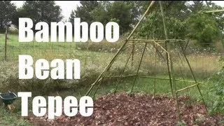 Bamboo Bean Tepee (DIY)