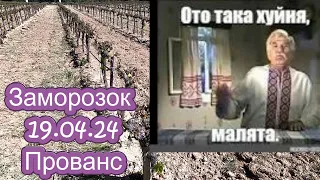 #33 Заморозок 19.04.24 Прованс, південь Франції.  Що з виноградниками?